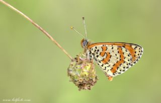 Gzel parhan (Melitaea trivia)