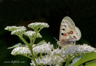 Apollo (Parnassius apollo)