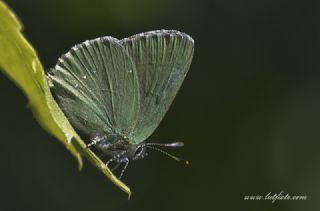 Anadolu Zmrt (Callophrys paulae)