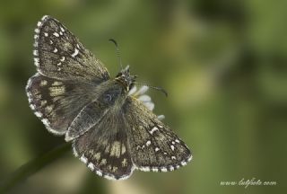 Zeytuni Zpzp (Pyrgus serratulae)