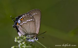 Sevbeni (Satyrium abdominalis)