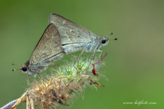 C�ce Z�pz�p&nbsp;(Gegenes&nbsp;pumilio)