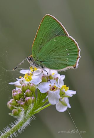 Zmrt (Callophrys rubi)