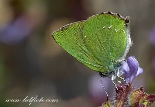 Zmrt (Callophrys rubi)