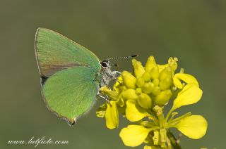 Z�mr�t&nbsp;(Callophrys&nbsp;rubi)