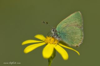 Z�mr�t&nbsp;(Callophrys&nbsp;rubi)