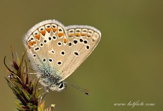 okgzl Meneke Mavisi (Polyommatus thersites)