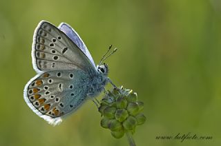 �okg�zl� Menek�e Mavisi&nbsp;(Polyommatus&nbsp;thersites)