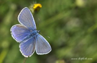 �okg�zl� Menek�e Mavisi&nbsp;(Polyommatus&nbsp;thersites)