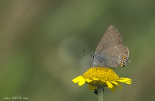 Minik Sevbeni (Satyrium acaciae)