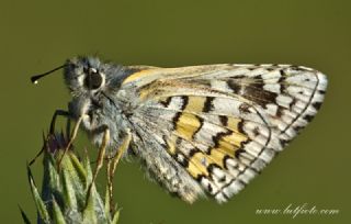 Sar Bandl Zpzp (Pyrgus sidae)