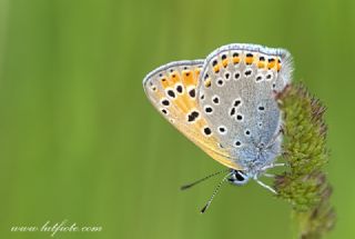 Ate Bakr Gzeli (Lycaena candens)