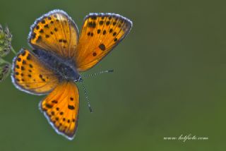 Ate Bakr Gzeli (Lycaena candens)