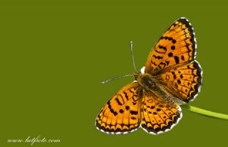 Trkistan parhan (Melitaea arduinna)