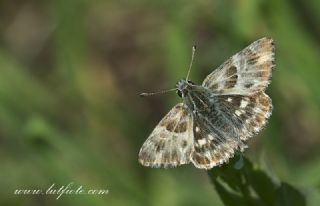 ark Zpzp (Carcharodus orientalis)