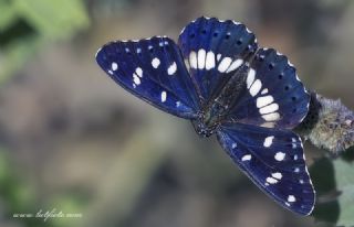 Akdeniz Hanmeli Kelebei (Limenitis reducta)