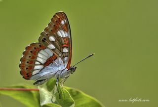 Akdeniz Hanmeli Kelebei (Limenitis reducta)