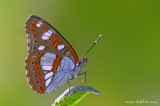 Akdeniz Hanmeli Kelebei (Limenitis reducta)