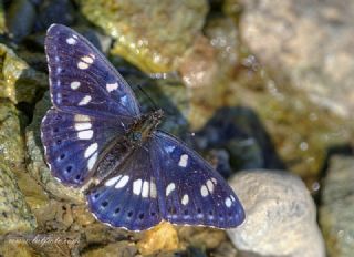 Akdeniz Hanmeli Kelebei (Limenitis reducta)