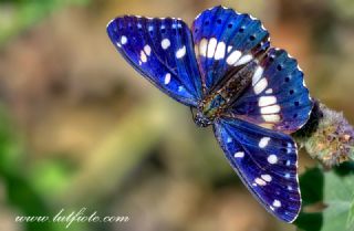 Akdeniz Hanmeli Kelebei (Limenitis reducta)