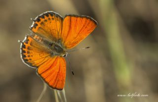 Kk Ate Gzeli (Lycaena thersamon)