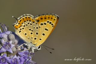 Kk Ate Gzeli (Lycaena thersamon)