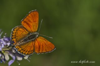 Kk Ate Gzeli (Lycaena thersamon)