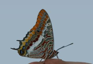 ift Kuyruklu Paa (Charaxes jasius )