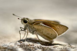 Nostrodamus (Gegenes nostrodamus )