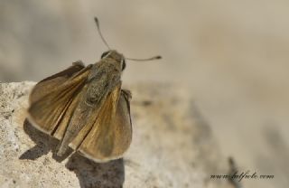 Nostrodamus (Gegenes nostrodamus )