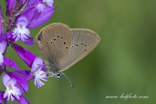 Esmer Korubeni&nbsp;(Phengaris&nbsp;nausithous)