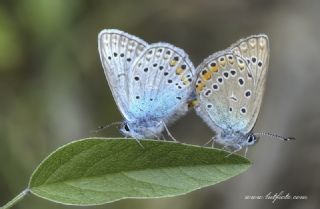 okgzl Amanda (Polyommatus amandus)