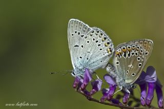 okgzl Amanda (Polyommatus amandus)