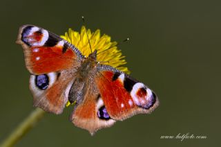 Tavus Kelebe�i&nbsp;(Inachis&nbsp;io)