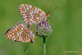 Benekli Byk parhan (Melitaea phoebe)