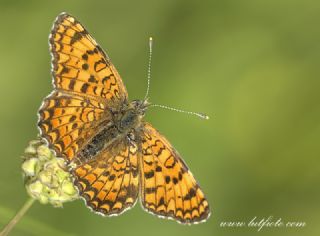 Benekli Byk parhan (Melitaea phoebe)