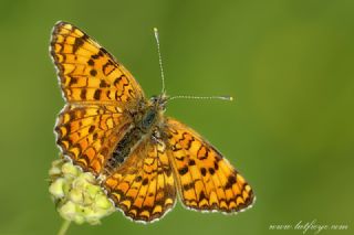 Benekli Byk parhan (Melitaea phoebe)