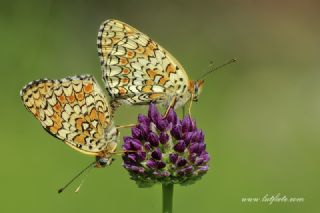 Benekli Byk parhan (Melitaea phoebe)