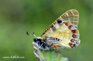 Yalanc Apollo (Archon apollinus)