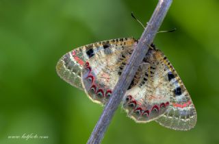 Yalanc Apollo (Archon apollinus)