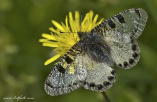 Yalanc Apollo (Archon apollinus)