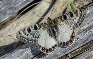 Yalanc Apollo (Archon apollinus)