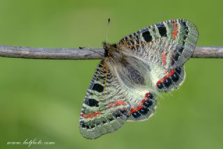 Yalanc Apollo (Archon apollinus)