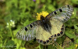 Yalanc Apollo (Archon apollinus)