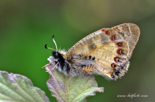 Yalanc Apollo (Archon apollinus)