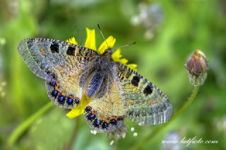 Yalanc Apollo (Archon apollinus)