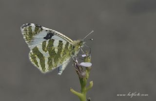 Akdeniz Oyklosu&nbsp;(Euchloe&nbsp;belemia)