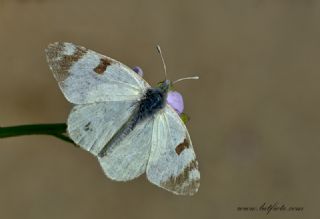 Akdeniz Oyklosu&nbsp;(Euchloe&nbsp;belemia)
