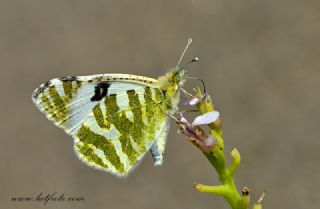 Akdeniz Oyklosu&nbsp;(Euchloe&nbsp;belemia)