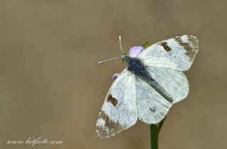 Akdeniz Oyklosu&nbsp;(Euchloe&nbsp;belemia)